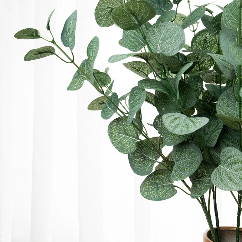 Eucalyptus vert