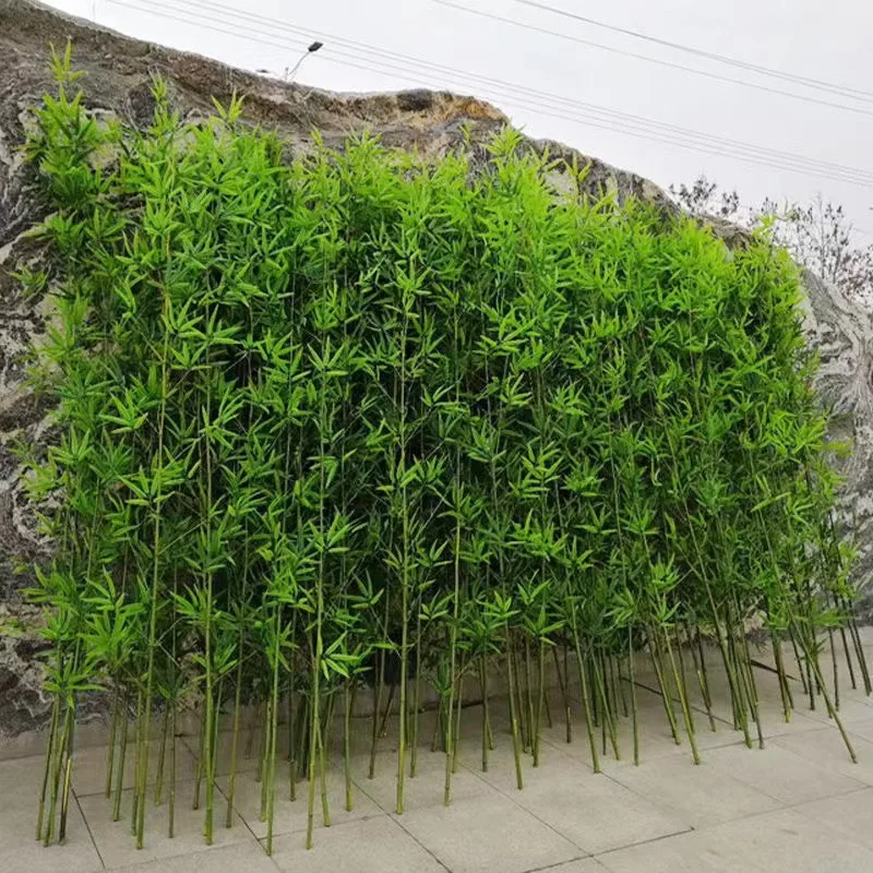 Livraison Plante DʼIntérieur