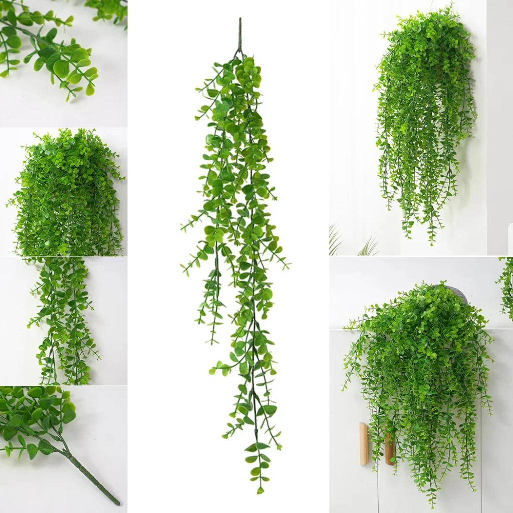 Plante Eucalyptus Intérieur