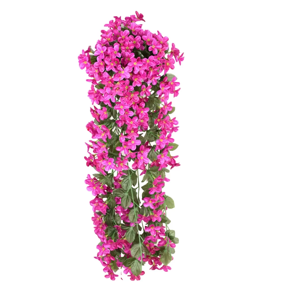 Plantes Ventre Plat