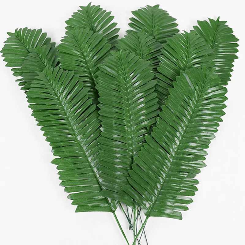Plantes Exotiques DʼIntérieur