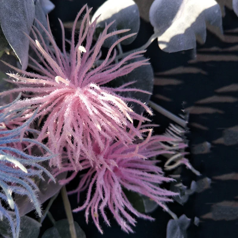 Plante Grimpante Comestible