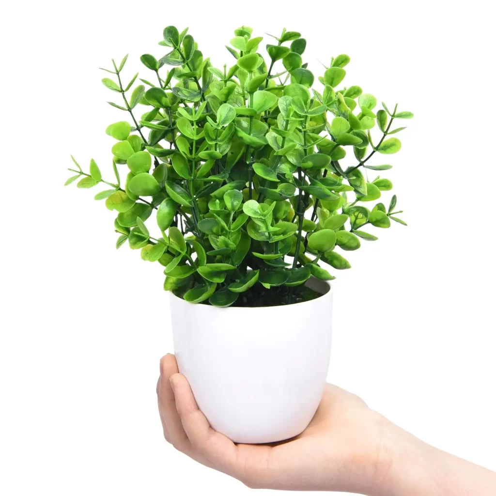 Pon Plante