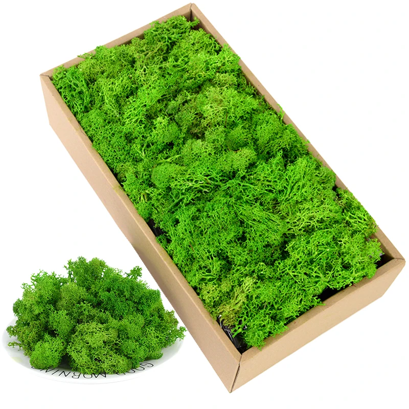 Plante Stabilisee