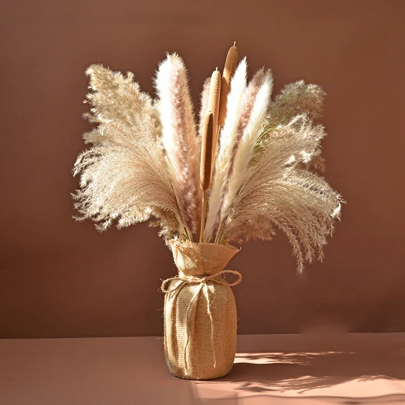 Plante Pied DʼÉléphant