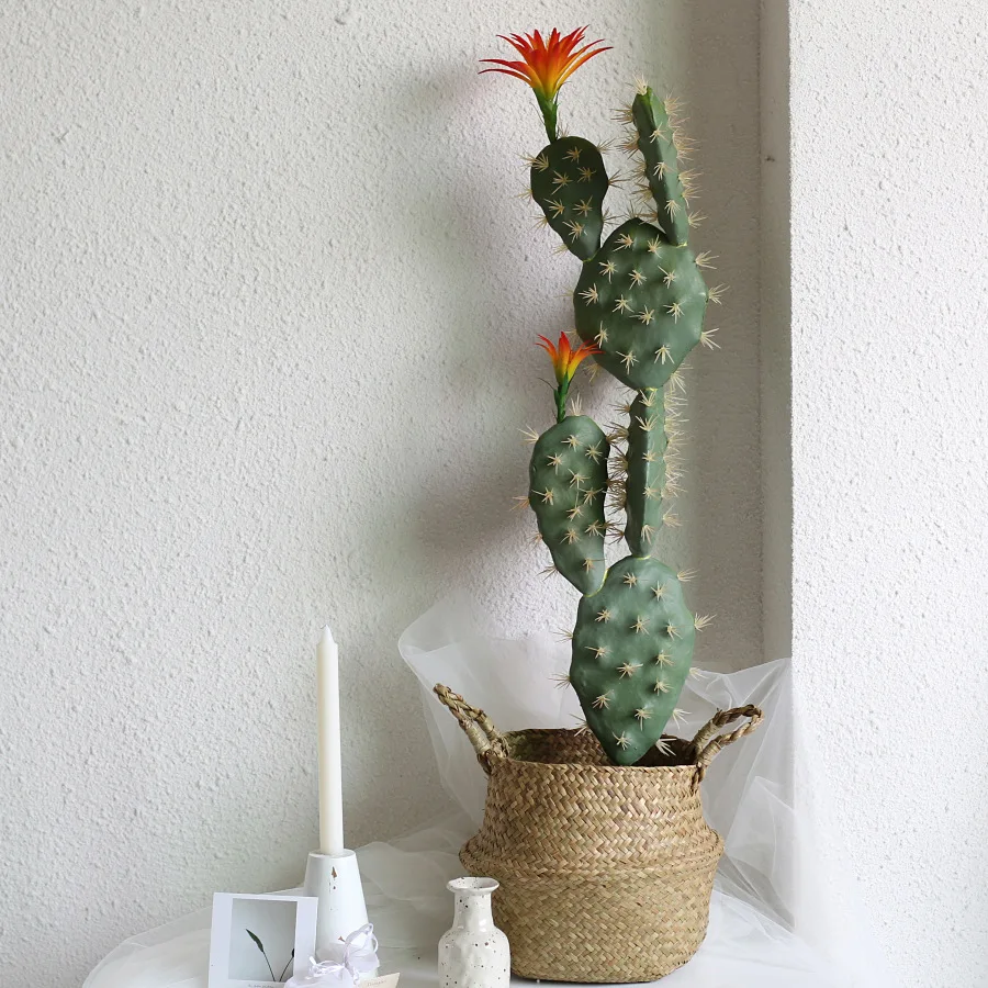 Plante DʼIntérieur Tropicale