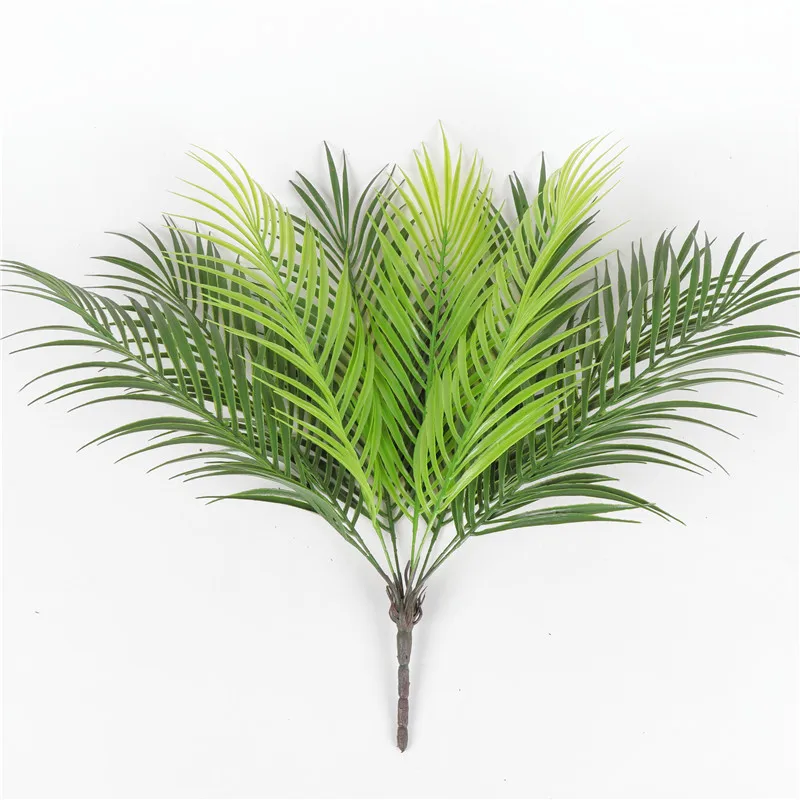 Plante Ancienne
