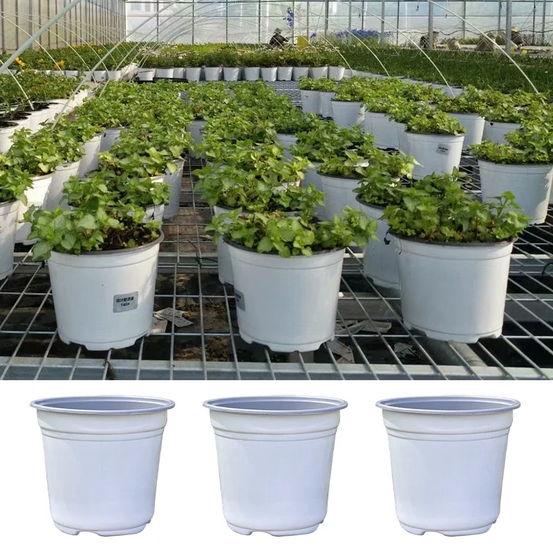 Gravure Plantes
