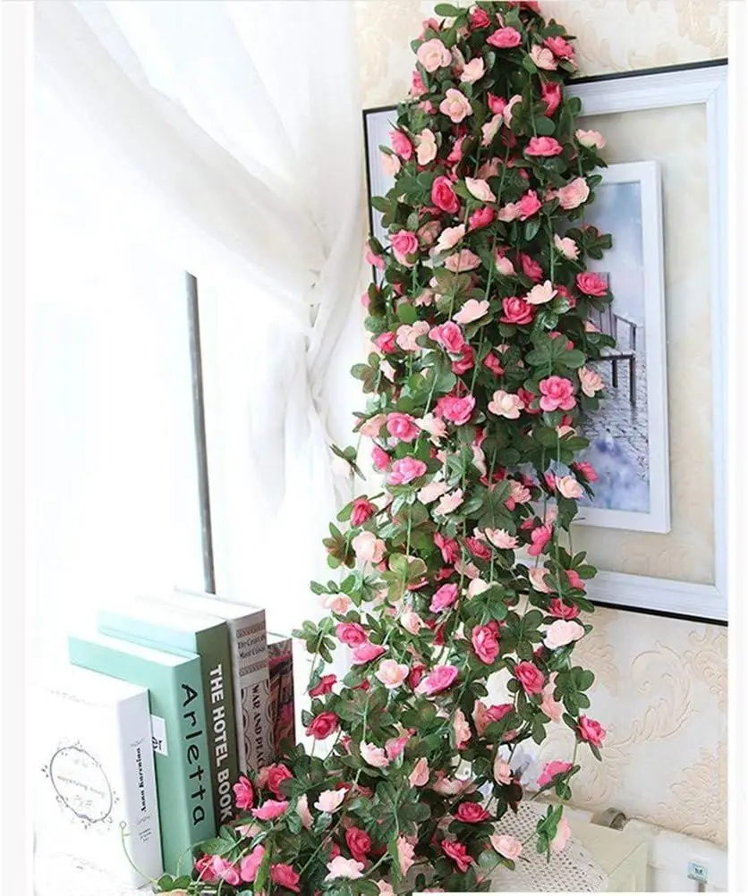 Plantes Ventre Plat