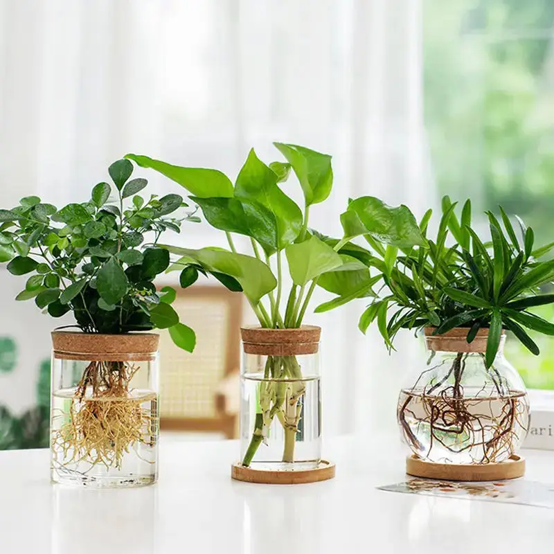 Déco Plante